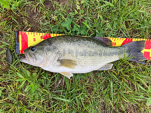 ブラックバスの釣果