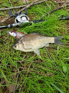 ヘラブナの釣果