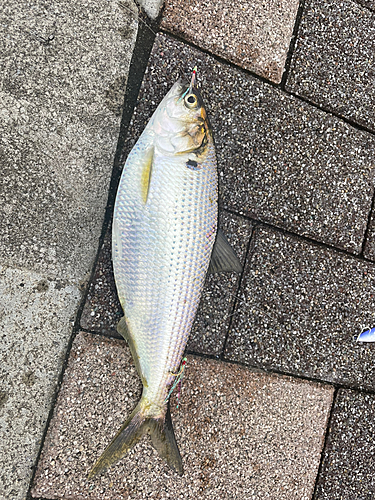 コノシロの釣果