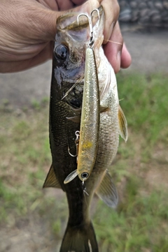 ラージマウスバスの釣果