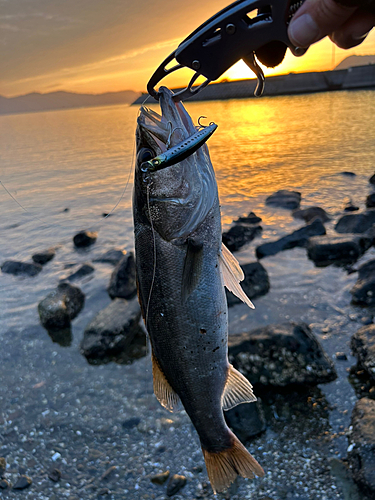 シーバスの釣果