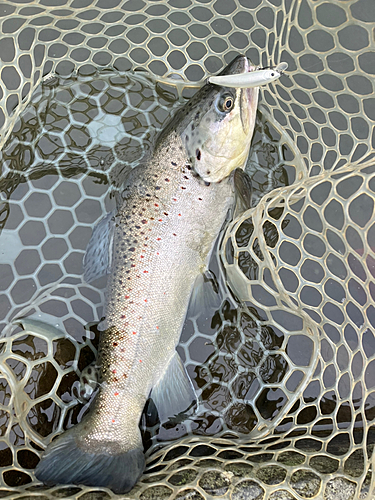 ブラウントラウトの釣果