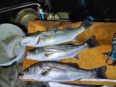 シーバスの釣果