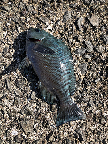 クロの釣果