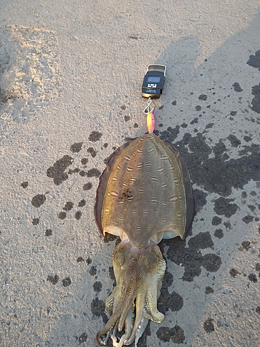 コウイカの釣果