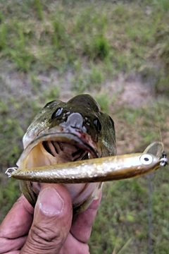 ラージマウスバスの釣果