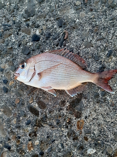 チダイの釣果