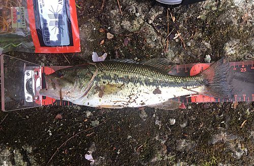 ラージマウスバスの釣果