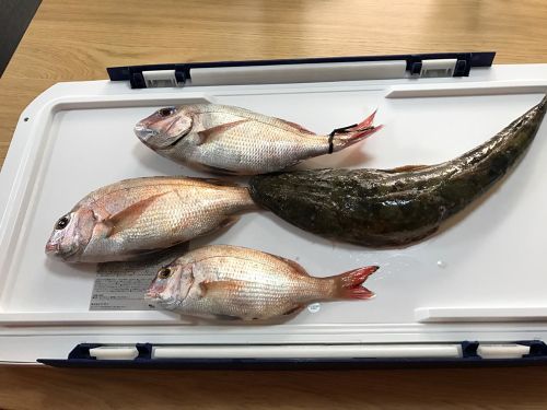 マダイの釣果