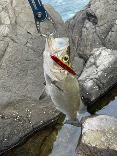 ヒラスズキの釣果