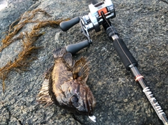 タケノコメバルの釣果