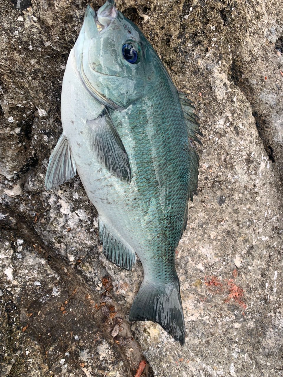 クサの上のフグさんの釣果 2枚目の画像