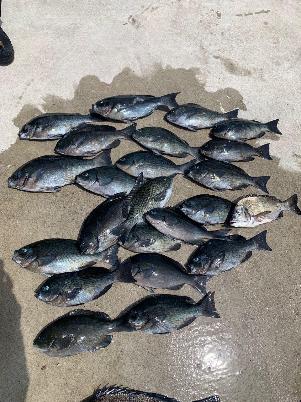 クサの上のフグさんの釣果 3枚目の画像