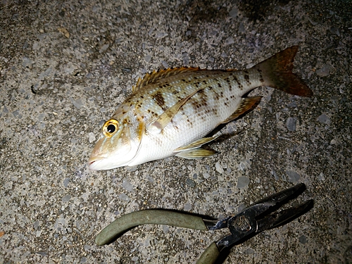 ハマフエフキの釣果