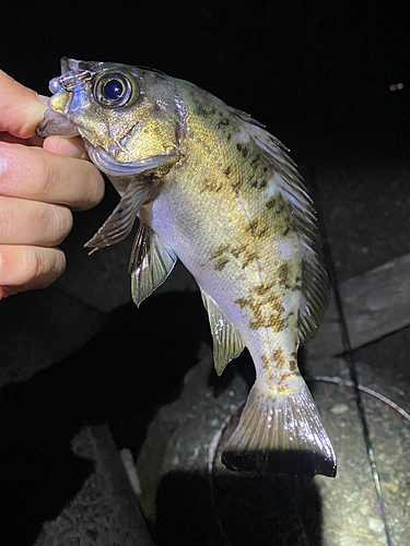 メバルの釣果