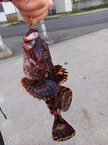 カジカの釣果