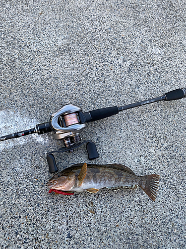 アイナメの釣果