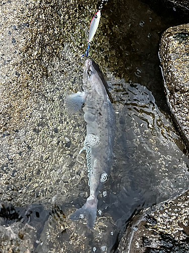 ホッケの釣果