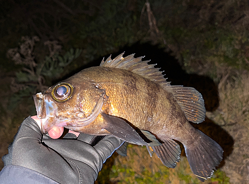 メバルの釣果