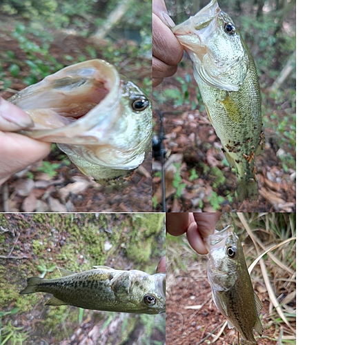 ブラックバスの釣果