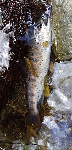 アマゴの釣果