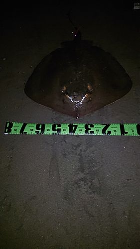 アカエイの釣果