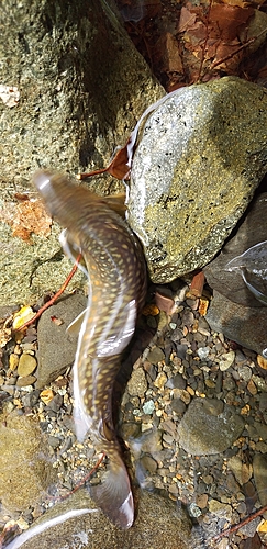 ニッコウイワナの釣果