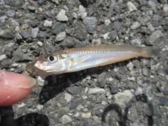 シロギスの釣果