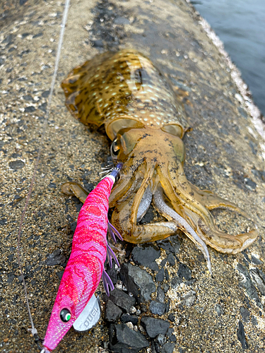 アオリイカの釣果