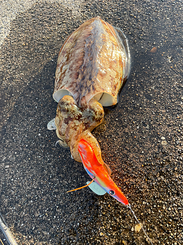 コウイカの釣果