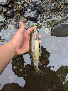 イワナの釣果