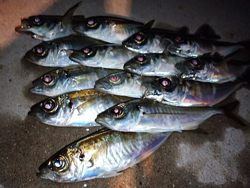 アジの釣果