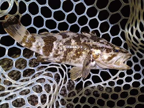 タケノコメバルの釣果