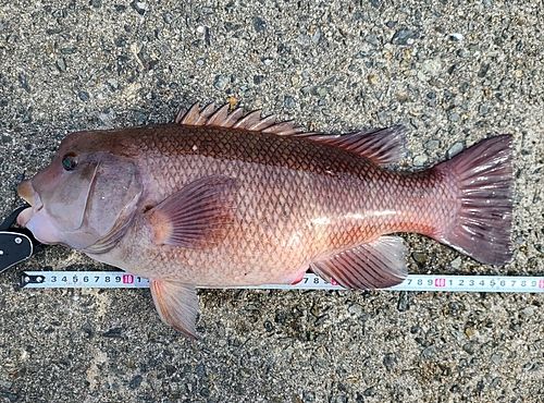 コブダイの釣果