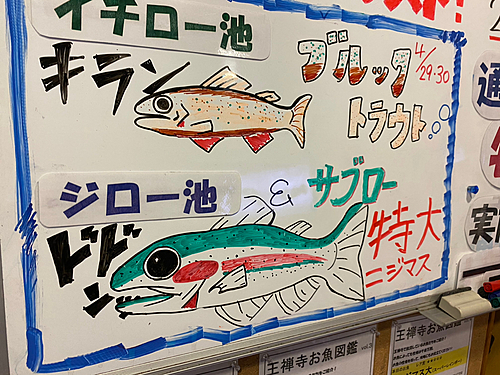 ニジマスの釣果