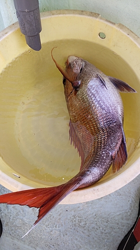 マダイの釣果