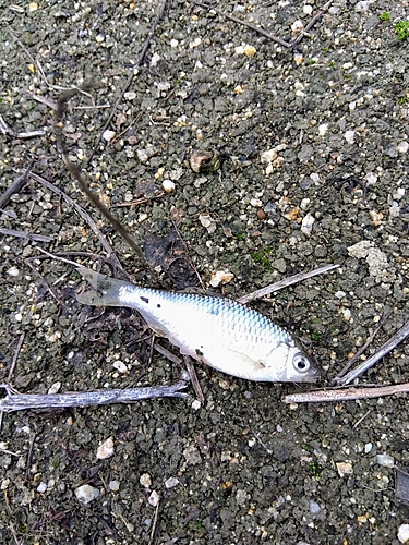 タナゴの釣果