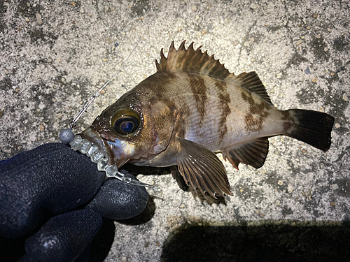 メバルの釣果