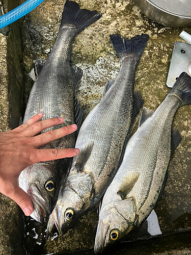 シーバスの釣果