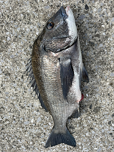 チヌの釣果