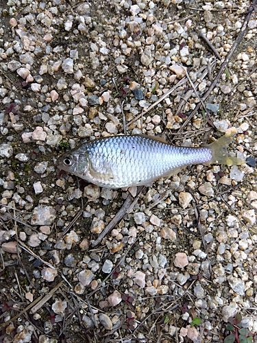 タナゴの釣果