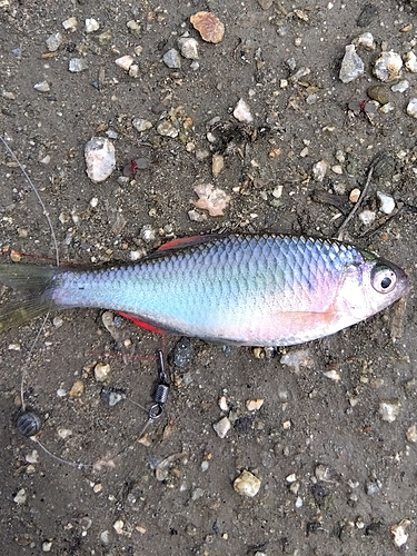 タナゴの釣果