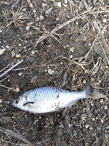 タナゴの釣果