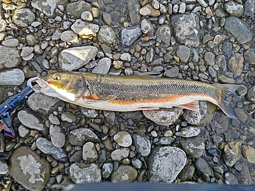 マルタウグイの釣果