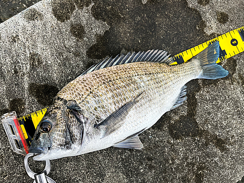 ミナミクロダイの釣果