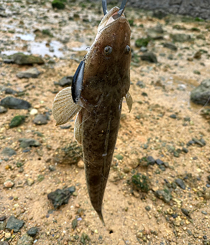 コチの釣果