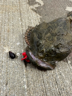 カジカの釣果