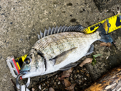 ミナミクロダイの釣果