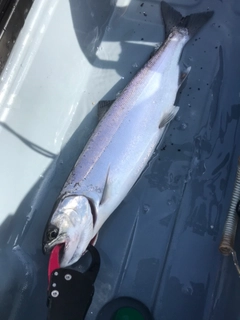 ビワマスの釣果