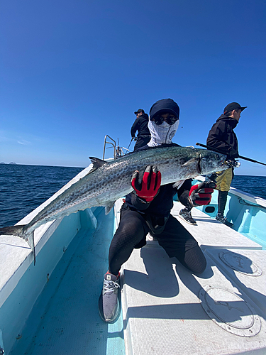 サワラの釣果